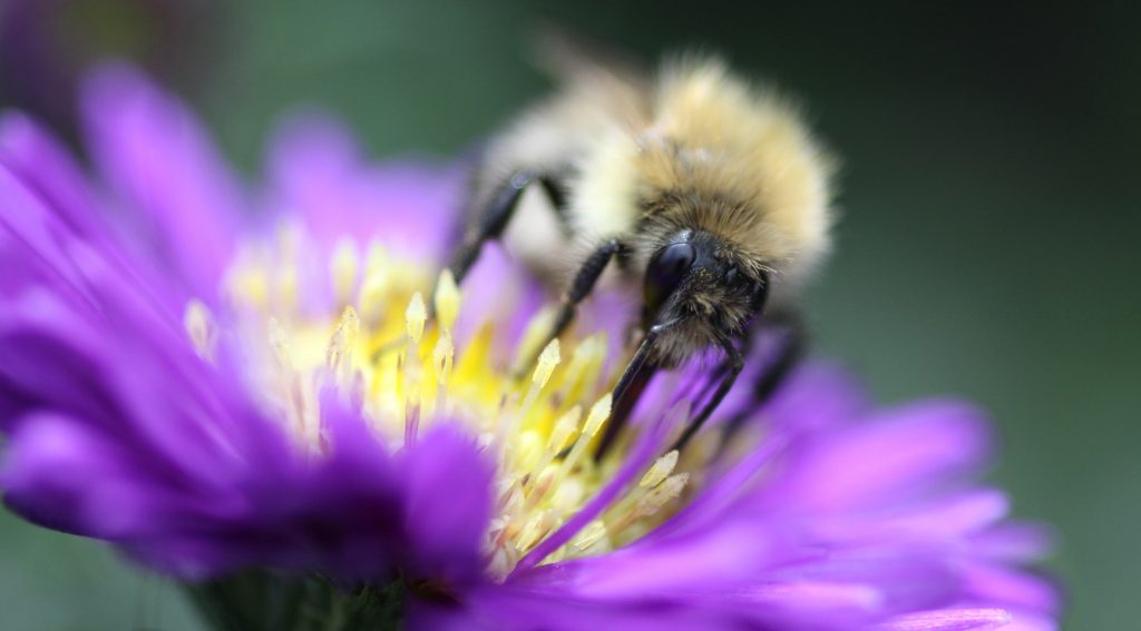 Bees and other pollinators are crucial to our planet's health